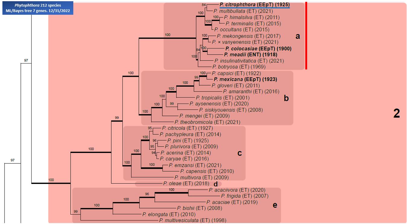    Phytophthora  spp. in subclade 2a:  portion of the seven-loci ML phylogeny featuring the type cultures of 212 described species (by T. Bourret). Notice the position of   P. citrophthora  selected specimen CBS 950.87 = Samp;T BL 60 . Gloria Abad, USDA Samp;T.
